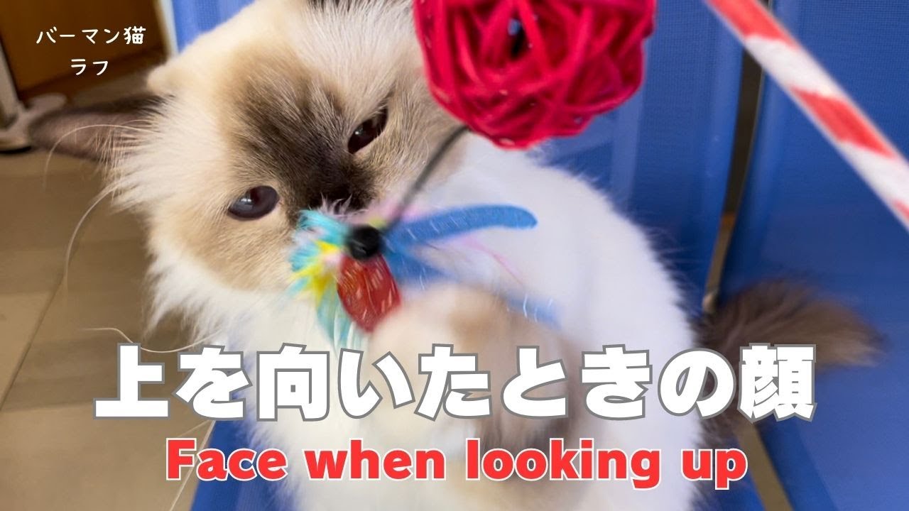バーマン猫ラフとウリとミカ【上を向いたときの顔】（バーマン猫）Birman/Cat
