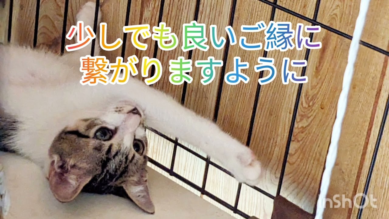 【100均で子猫ちゃん大満足】新💖仲良しコンビ😺😺ボス猫コナンと距離が近く？なってきました
