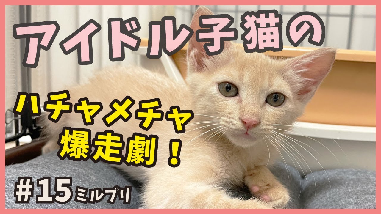 【アイドル 猫】保護したアイドル子猫は大特訓中！センパイにゃんこと爆走追い駆けっこ!!【アイドル猫・ミルプリ15】/ cute kittens are idols