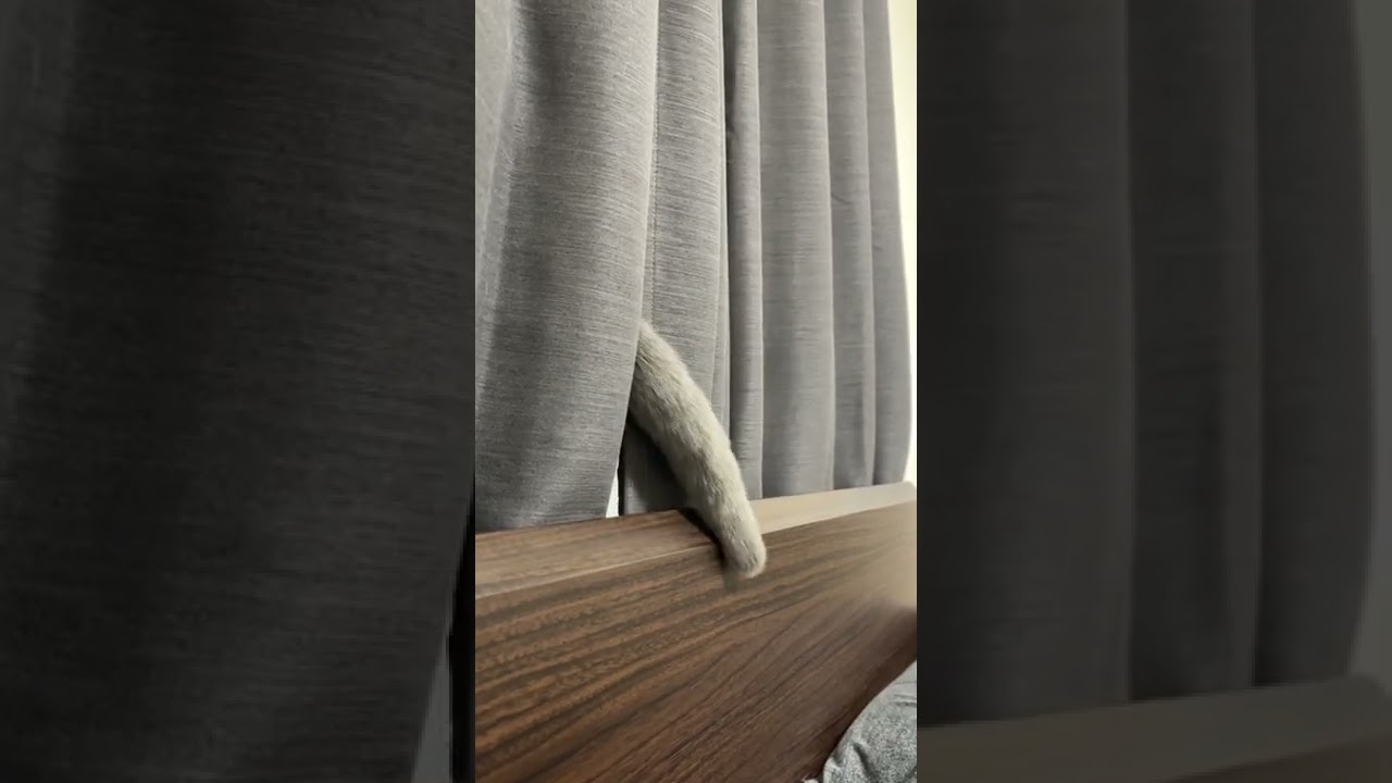 [シャルトリュー]外を見ながらフリフリw #cat #シャルトリュー #猫 #chartreux