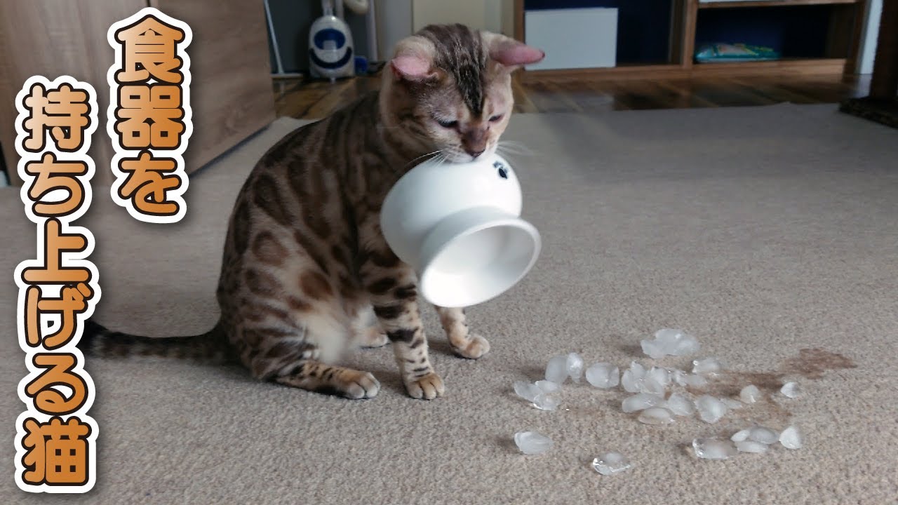 【スノーベンガル猫とトイプードル】愛猫と愛犬に氷をあげてみた