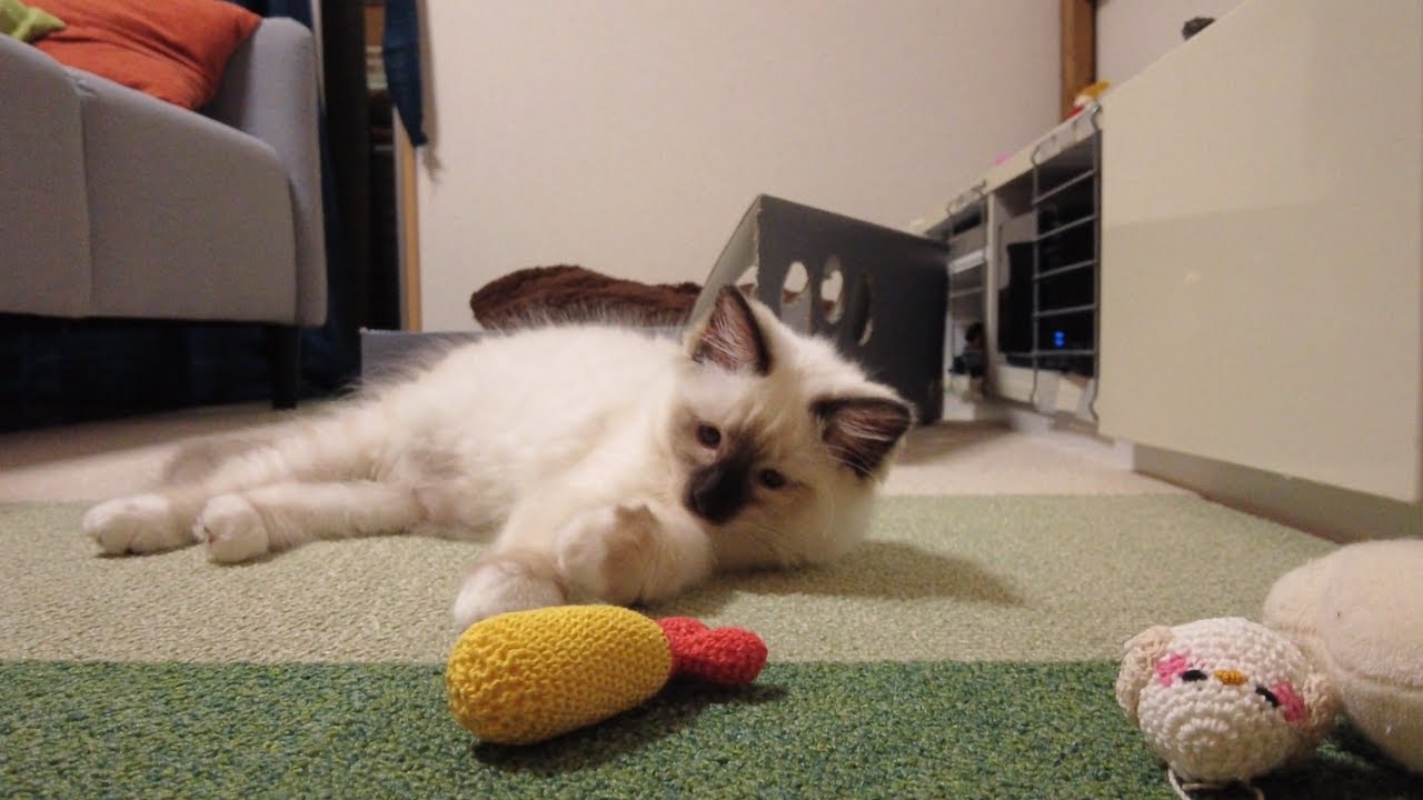 エビフライとシマエナガとたわむれる子猫【バーマン】