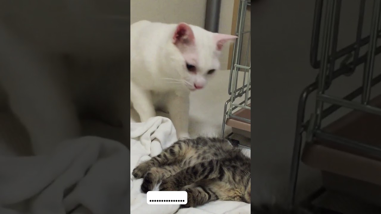 寝てしまった保護子猫と… #cat #猫 #保護猫 #子猫 #kitten #ねこ #こねこ #animal #babycat #cute #shorts
