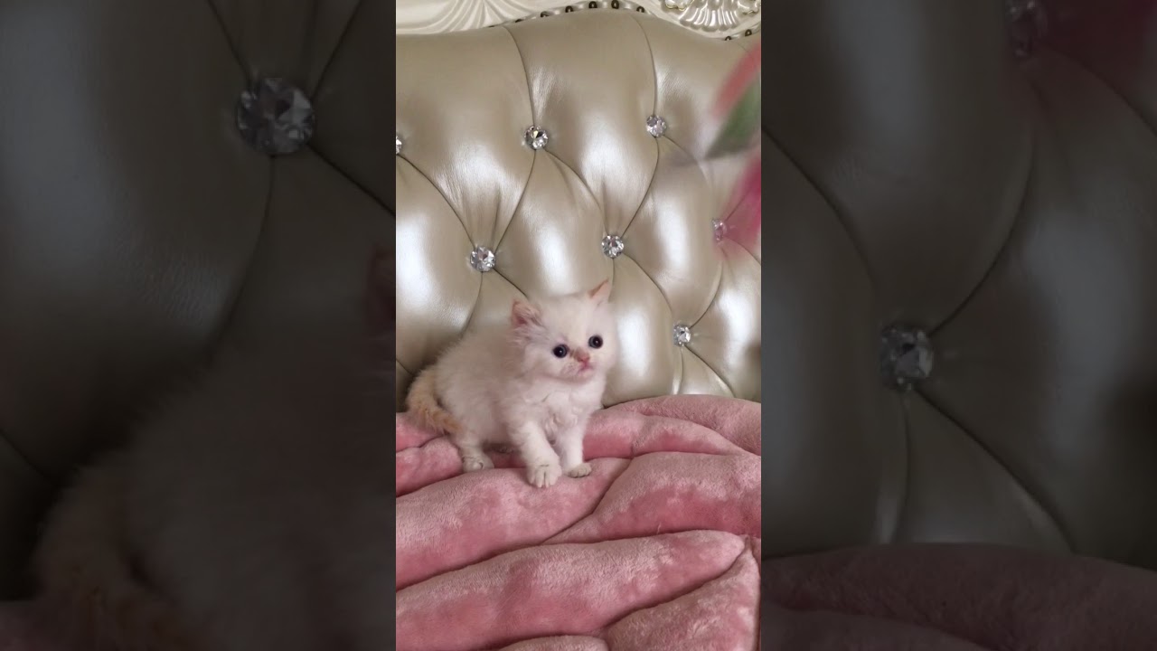 フレームポイントのヒマラヤンの男の子猫