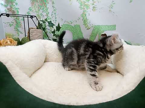 644608 アメリカンカール