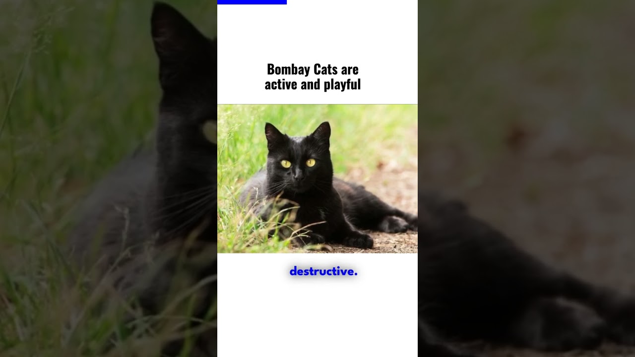 bombay cats are active and playful