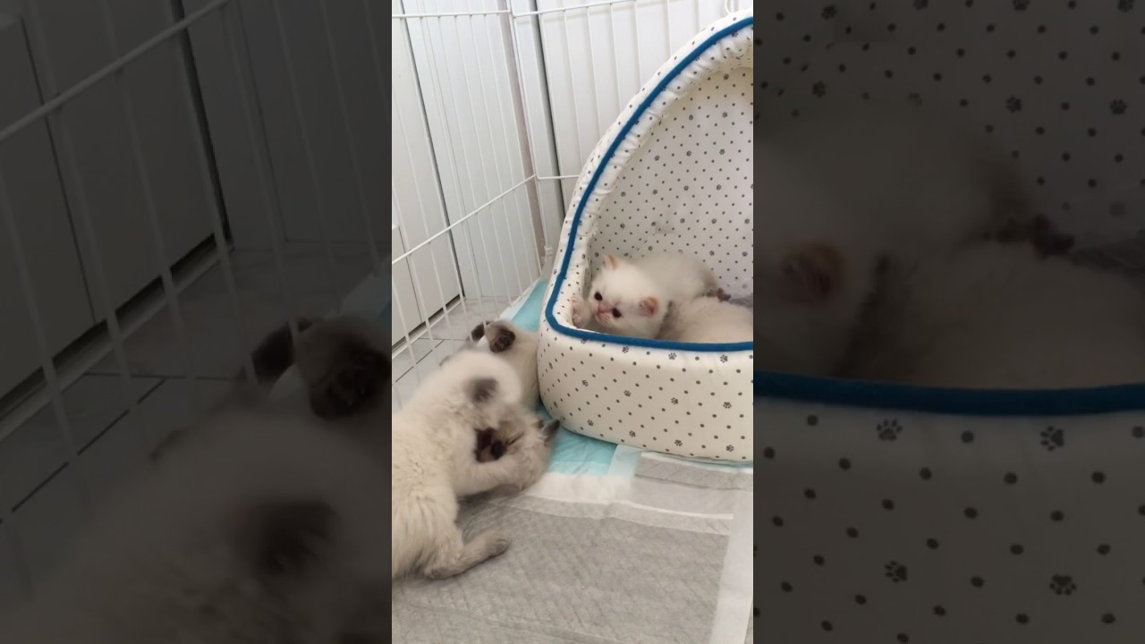 ヒマラヤンの男の子