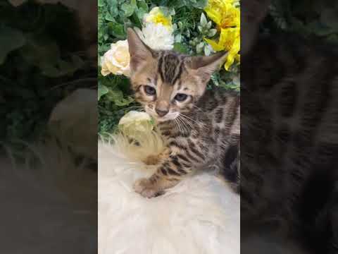 ベンガル ⭐️お盆セール⭐️みんな大好き丸顔ちゃん💓