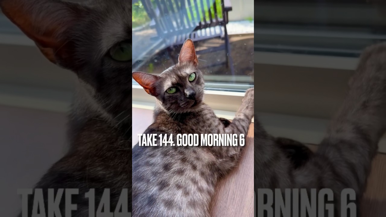 【#窓辺 から#おはよう日本 にゃん】#まったりねこ #なにみてる #ねこのいる生活 #猫のいる暮らし #エジプシャンマウ #今日も元気でありがとう #洋楽好きな人と繋がりたい #shorts