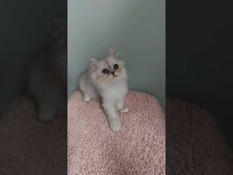 ペルシャ（チンチラ） コロコロと遊ぶ可愛いシェーデッドシルバーの女の子♪