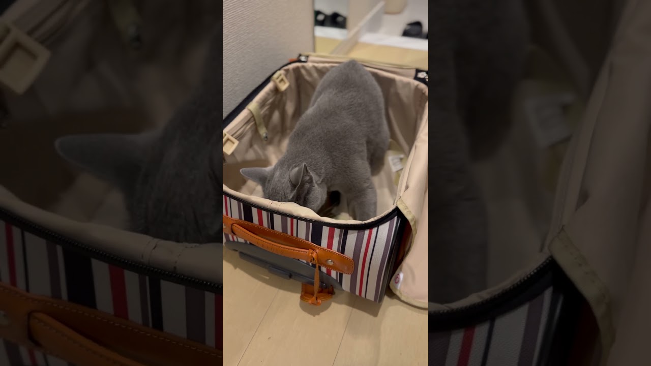 ウィルの毎日 #79 帰ってきたスーツケース。 #ロシアンブルー #russianblue