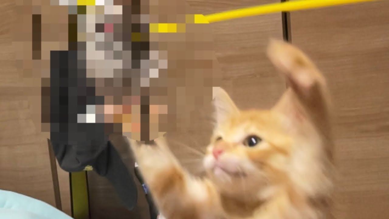 【子猫】生後2ヶ月の子猫に○○を向けてみたら…