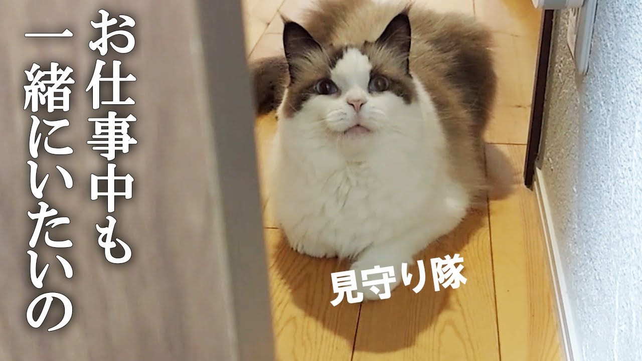 【前編】ママのお仕事を見守り隊！ ラグドール女子