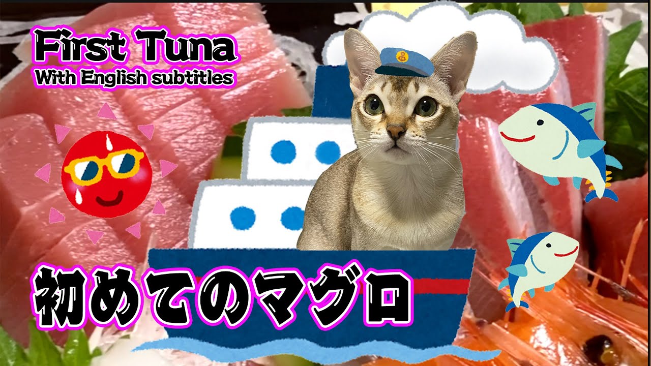 【シンガプーラ】はじめてマグロの刺身を見た猫のセラ社長がこちらです！ Sela, the cat who saw tuna for the first time!　#cat #pets #猫 #まぐろ