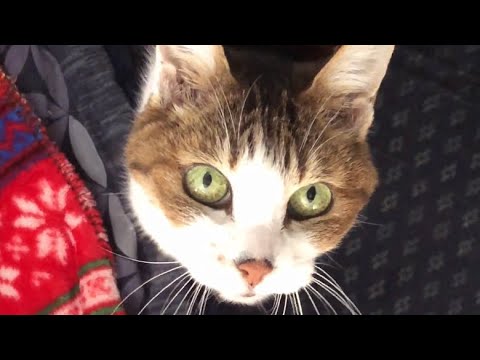 いろんな場面で話しかけてくる老猫【甲状腺機能亢進症猫】