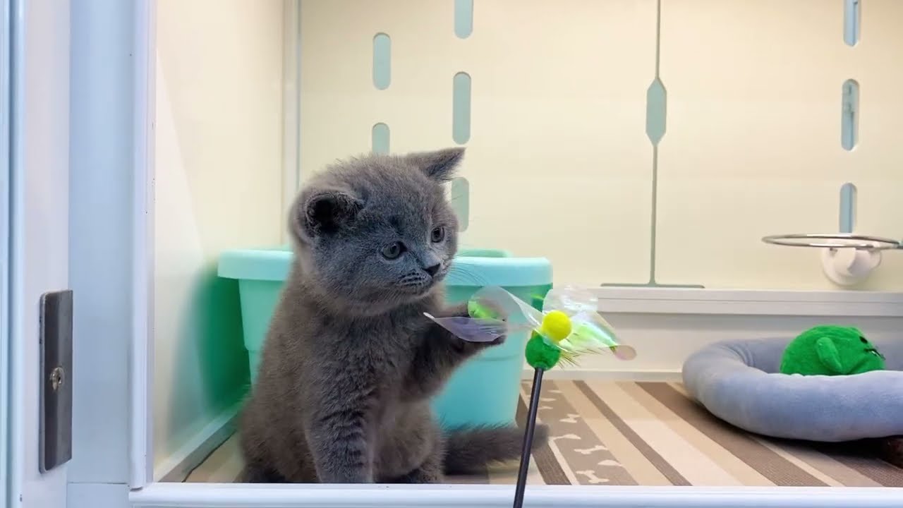 cat ブリティッシュショートヘア british shorthair