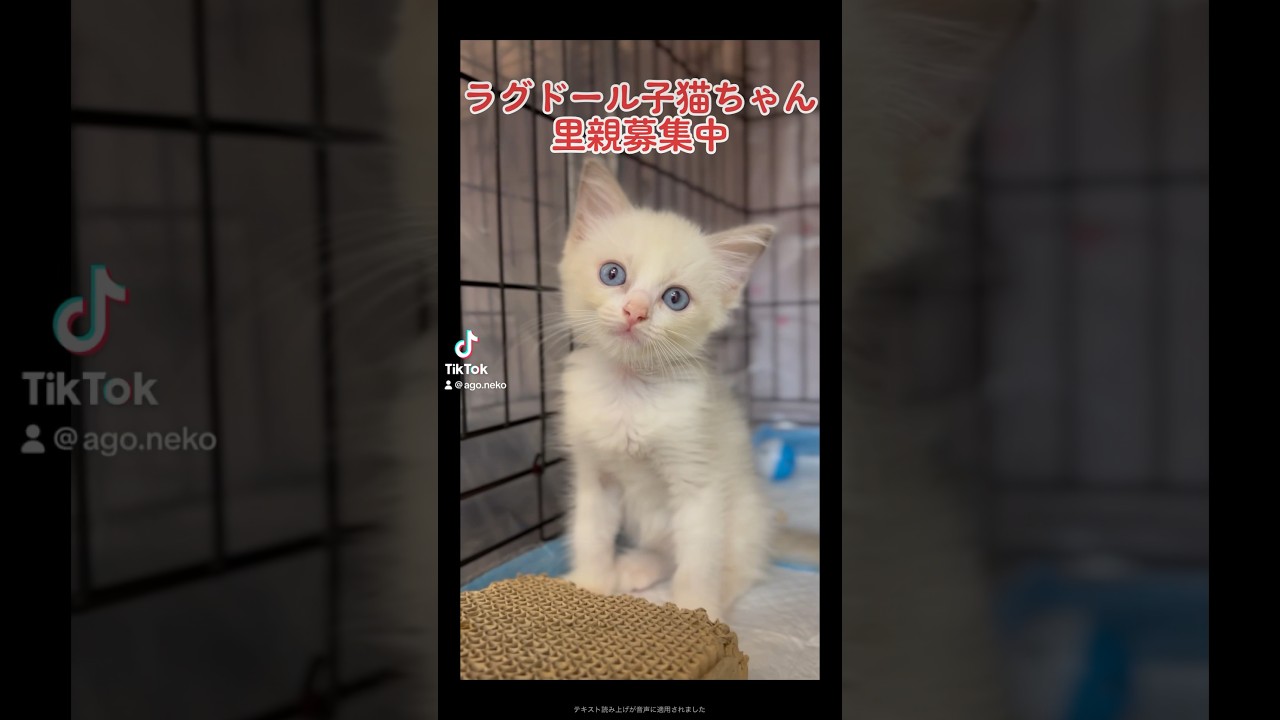 #里親募集中子猫アゴはネコ #ラグドール子猫 #ラグドール猫 #ラグドール
