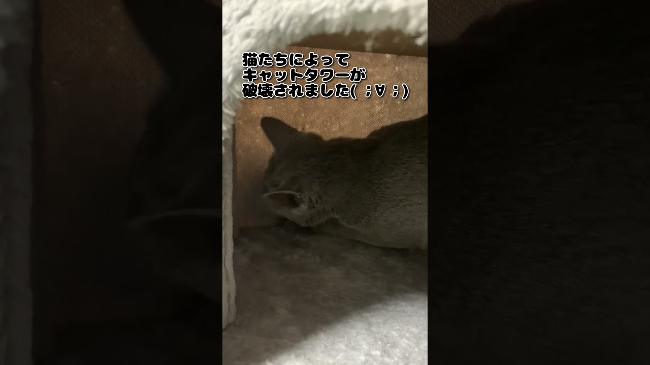 ［猫］破壊　ロシアンブルー