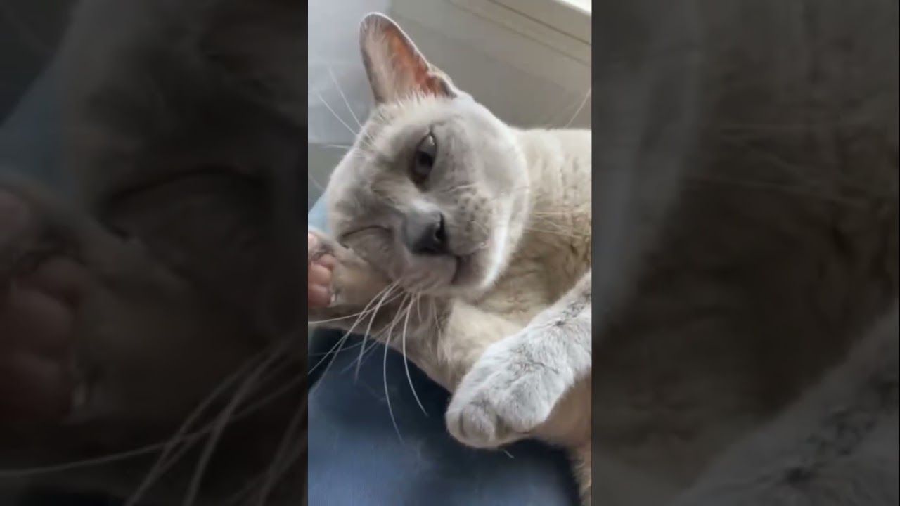 #猫#トンキニーズ#保護猫#shorts