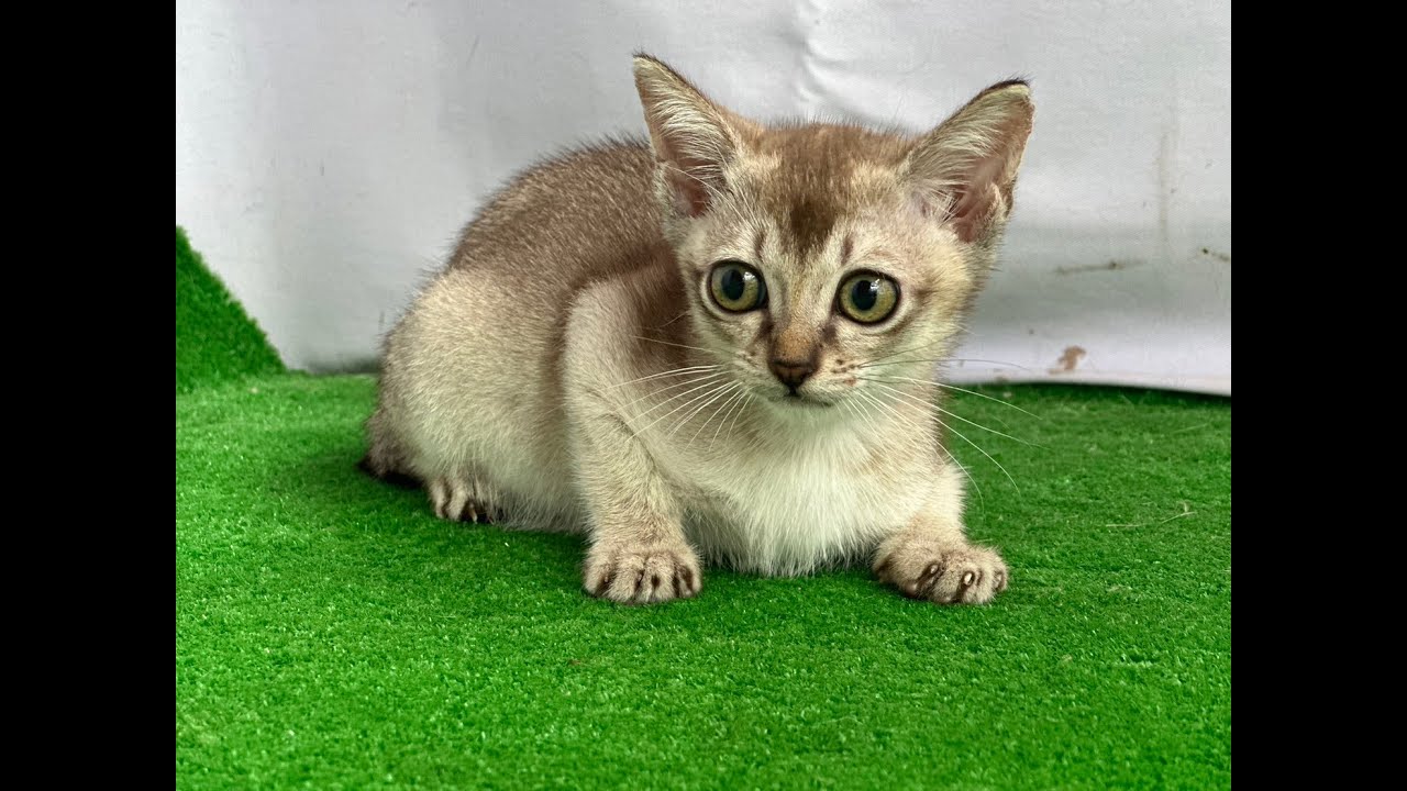 2023/05/17生まれのシンガプーラの女の子です！