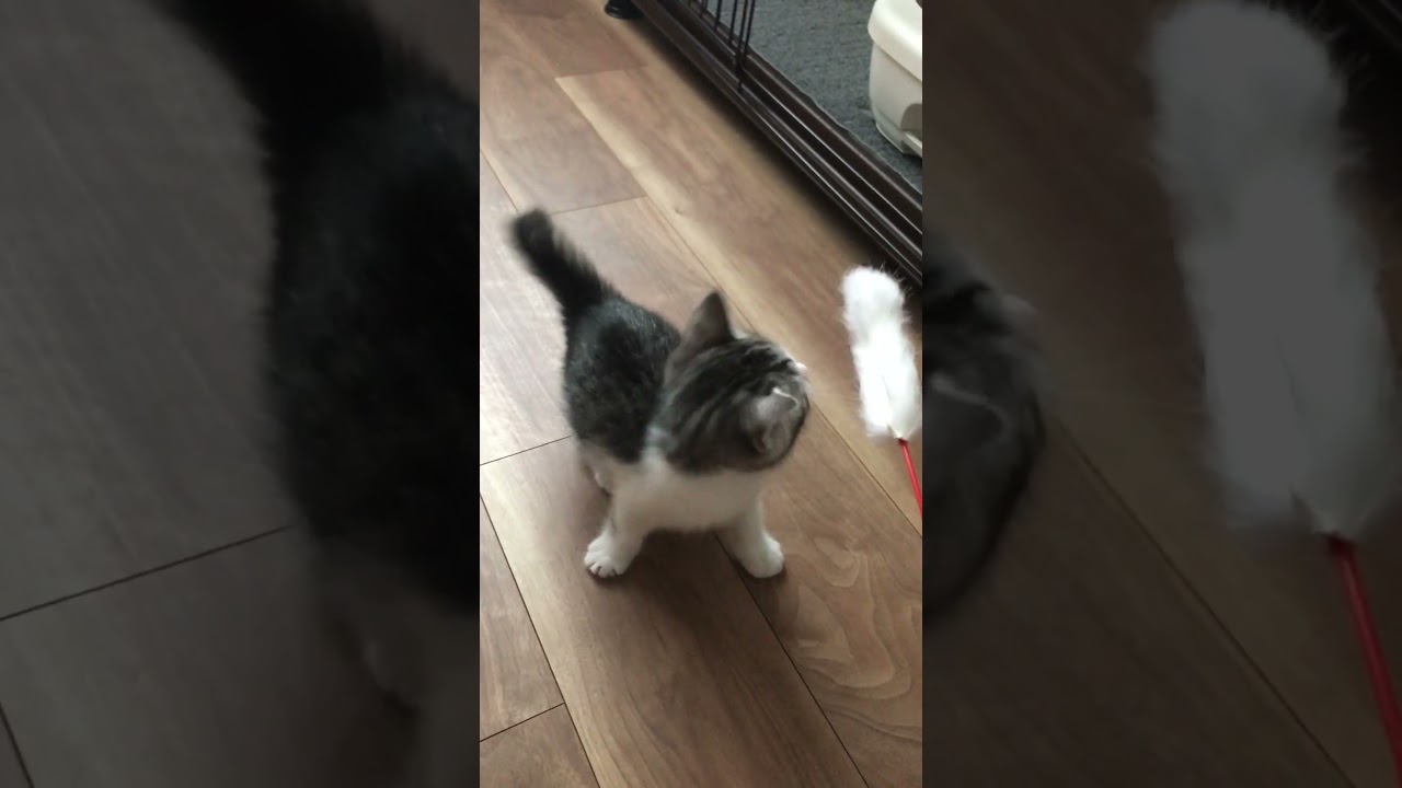 クロエの子猫時代