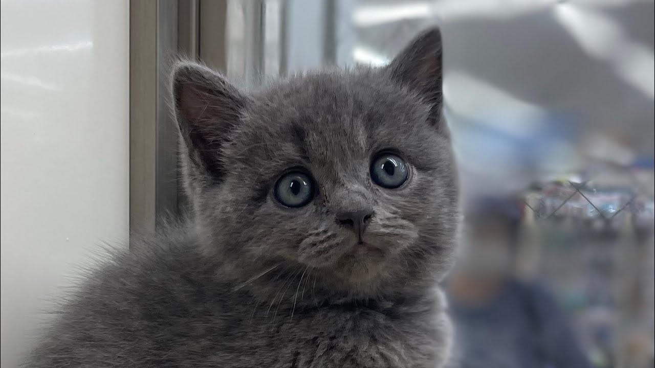 ブリティッシュショートヘアの飼い主募集中です♪