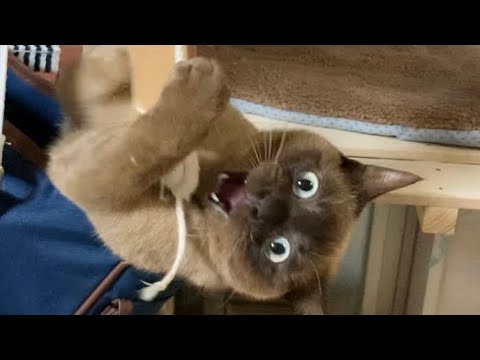 トンキニーズ 【2023/03/20】