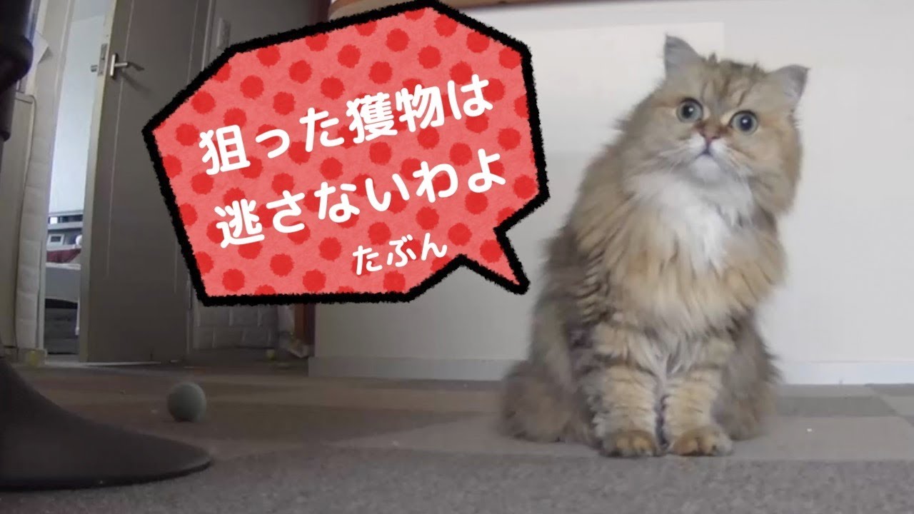 【ペルシャ猫】極小の可愛すぎるハンター‼️チンチラゴールデンのマリーちゃん✨