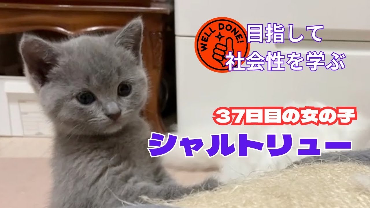 【シャルトリュー子猫】社会化に向けて大切な時期！ママや先住ニャンコの力を借りて勉強中