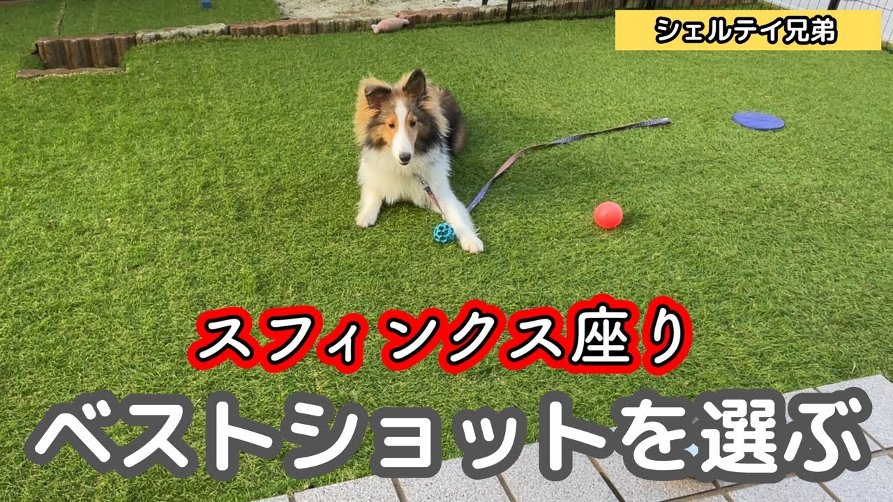 【シェルティ兄弟】壊れたエアコンの続報　＆　陸のスフィンクス坐り　ベストショット