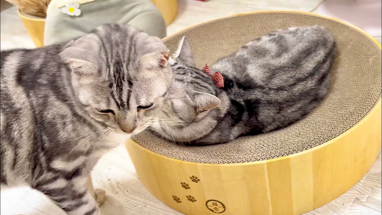 どんどん仲良くなってます💓 #猫 #アメリカンショートヘア