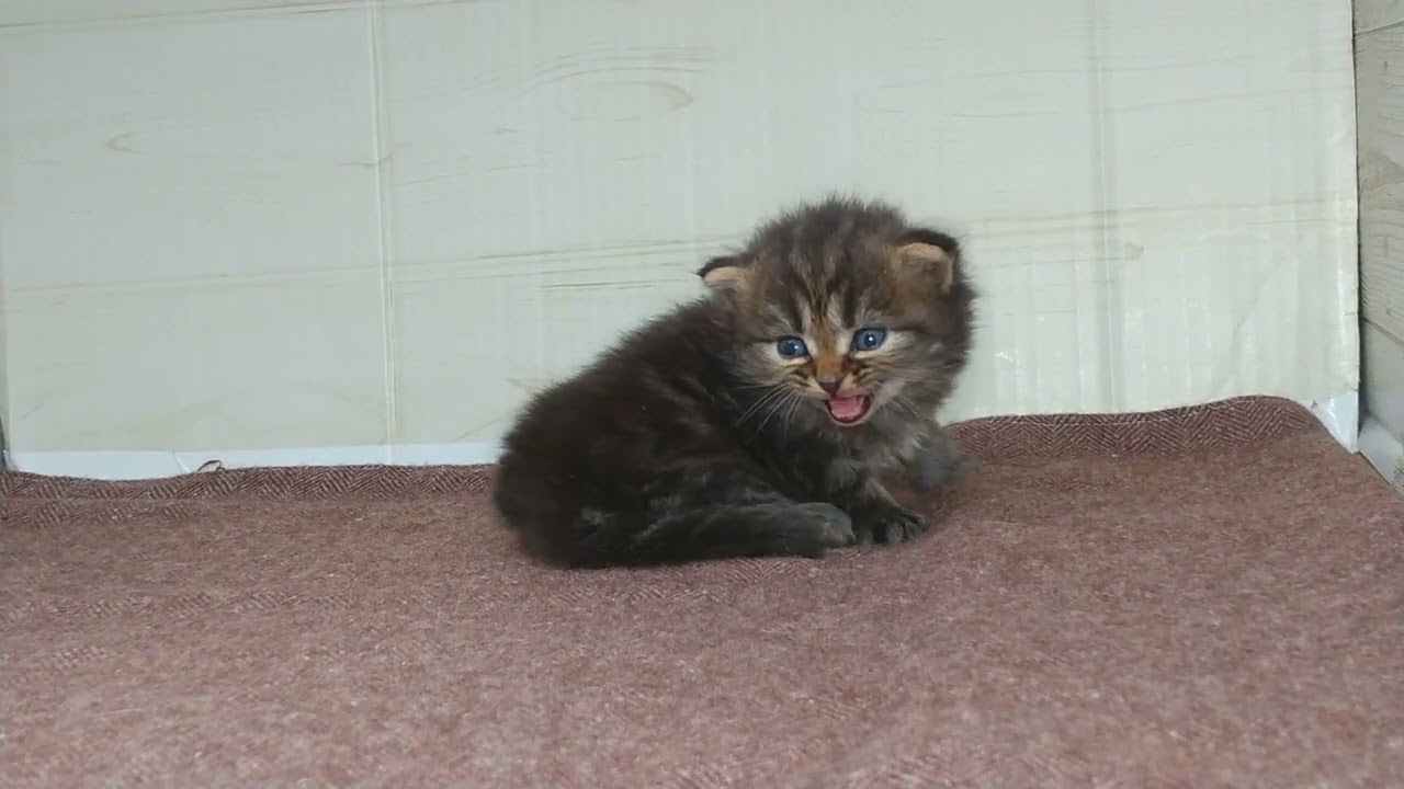 サイベリアン 初お披露目、これからの成長が楽しみな子♪