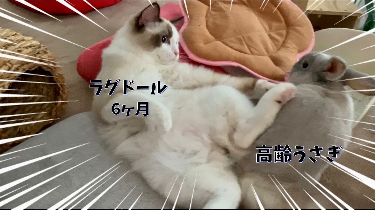 【子なし専業主婦の日常】巨大化した仔猫がウサギの横で起き上がれんねけど😈⚡️