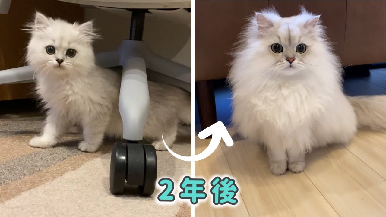 長毛もふもふ猫の2年間の成長記録！ How persian cat grow?(SUB)