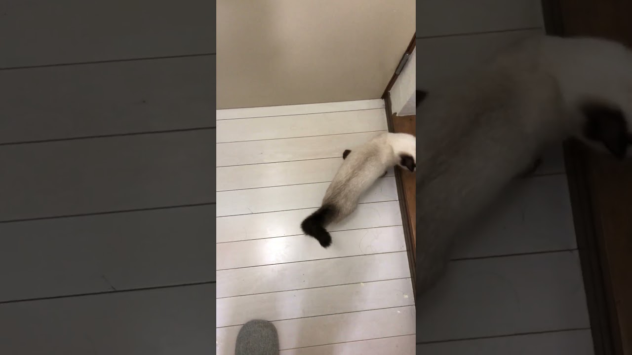 猫の後追いが激しすぎる #shots  #シャム猫ミックス