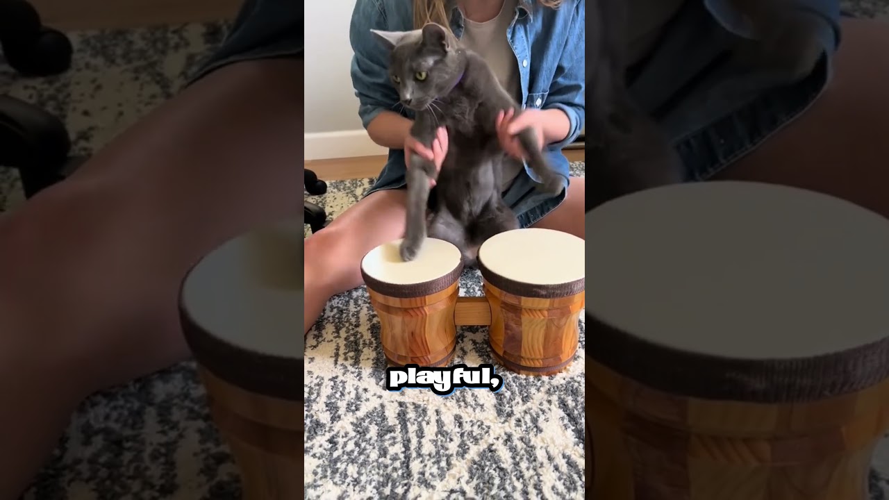 Meet the Enchanting Korat Cat 🐱💙: A Thai Treasure