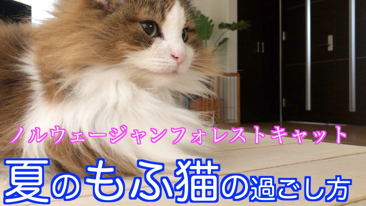夏のもふ猫生活【ノルウェージャンフォレストキャット】