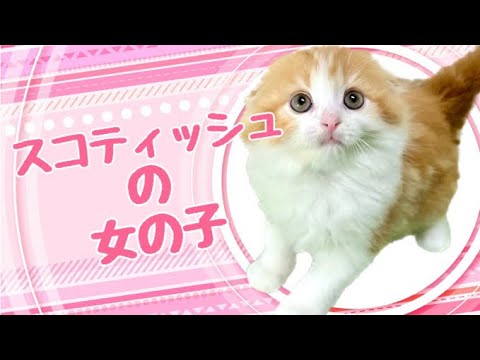 スコティッシュフォールドの子猫　（和歌山）