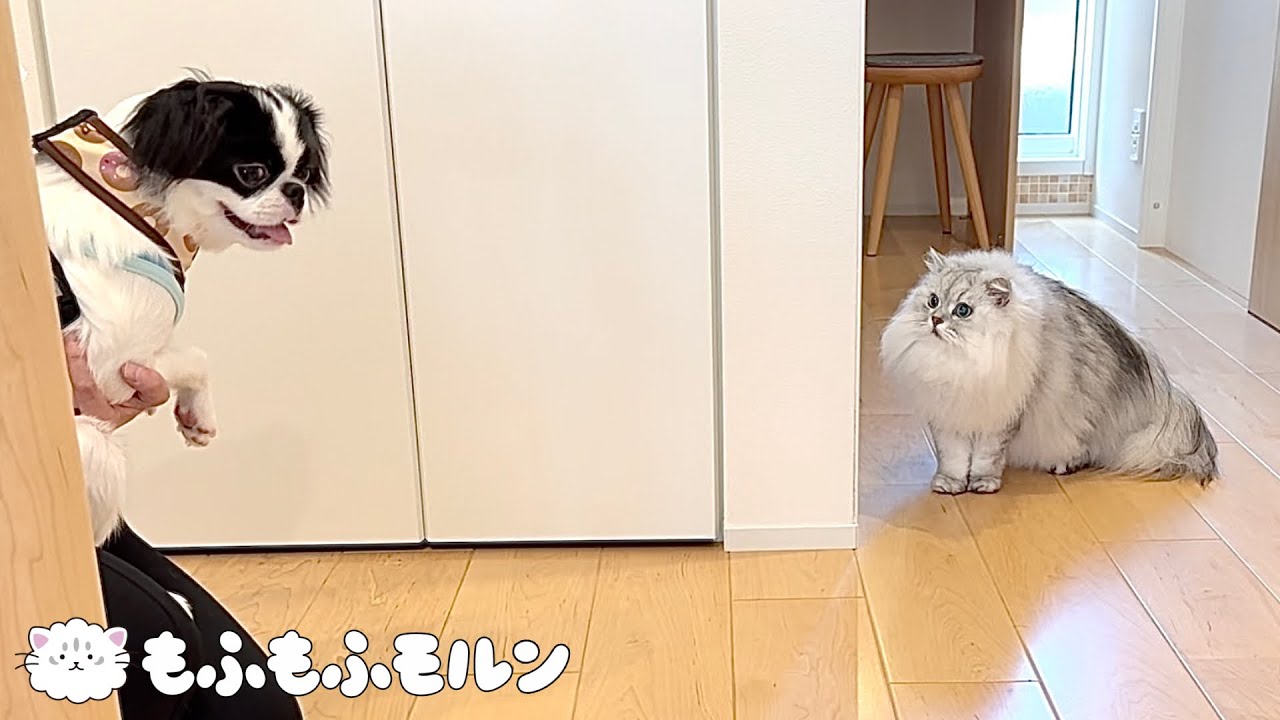猫が犬と再会したら…【サイベリアン】