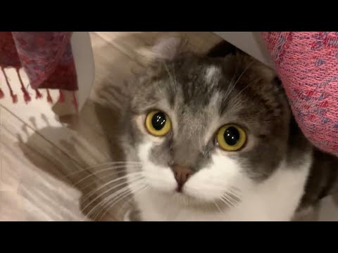 【アメリカンカール】「それ、ちょっとちょうだい」の顔【子猫】