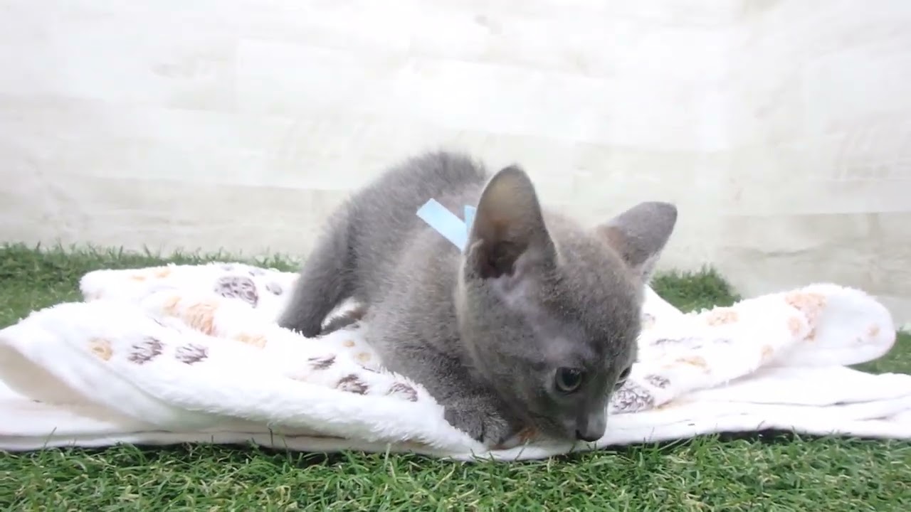 Coo&RIKU　No00643334 ロシアンブルー