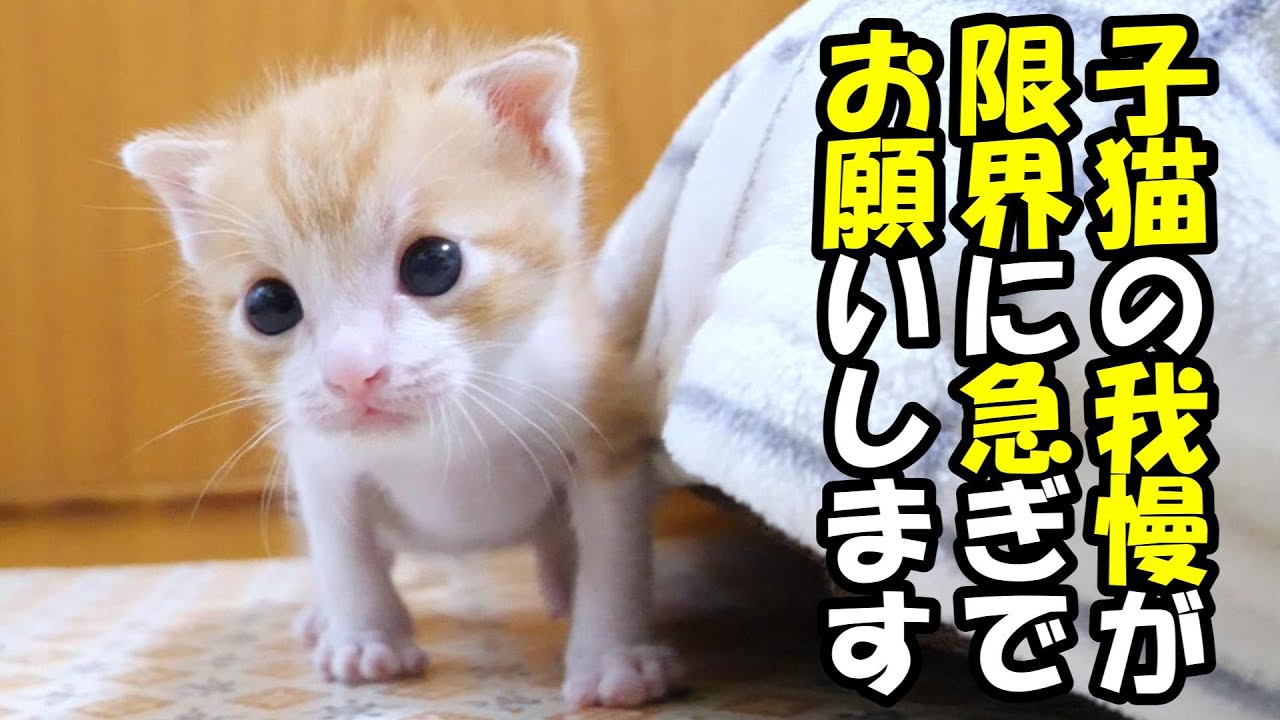 漏れる、漏れると急いでおじにダイブする子猫【赤ちゃん猫　保護猫】