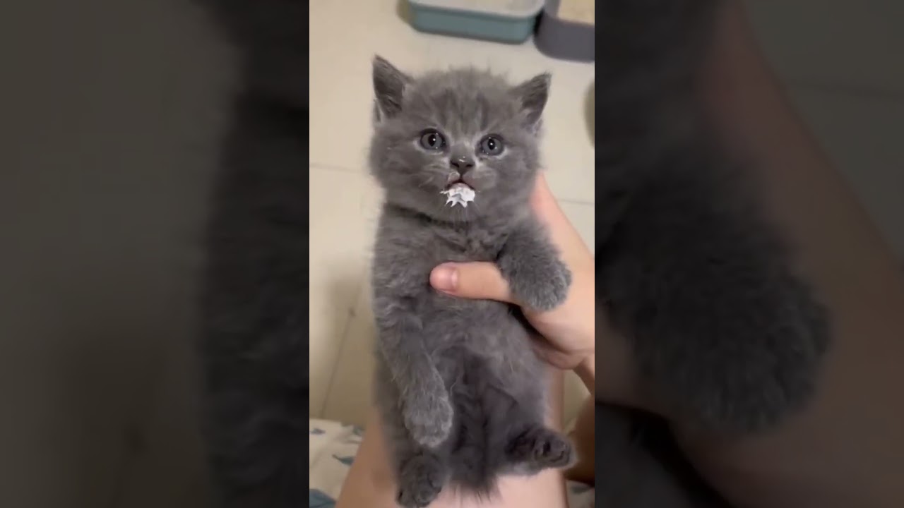 Gatti pazzi -  crazy cats