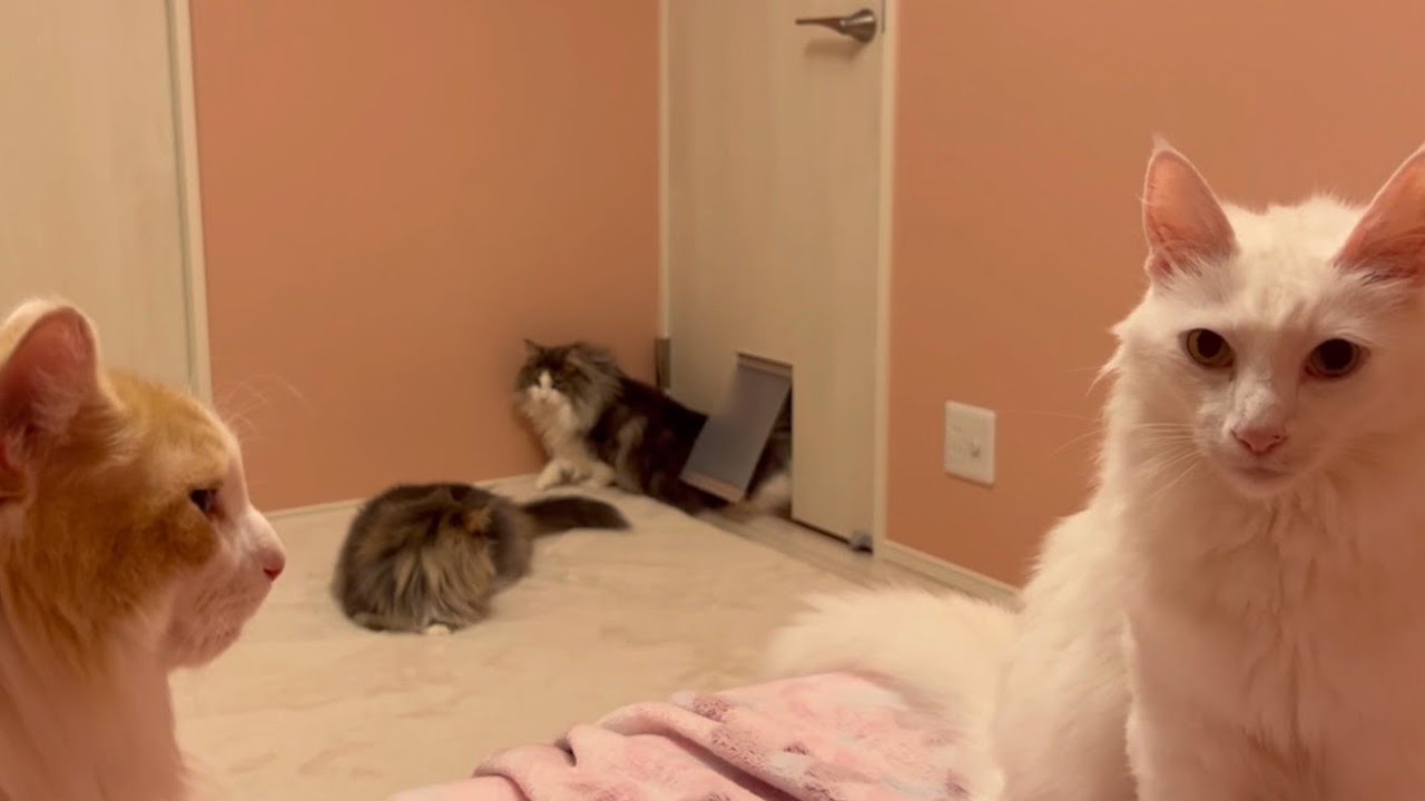 【夜遊び】0時に遊びに来たもふ猫たちが個性あふれていてかわいい💖ターキッシュアンゴラとノルウェージャンフォレストキャット