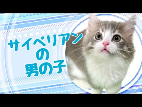 サイベリアンの子猫　（和歌山）