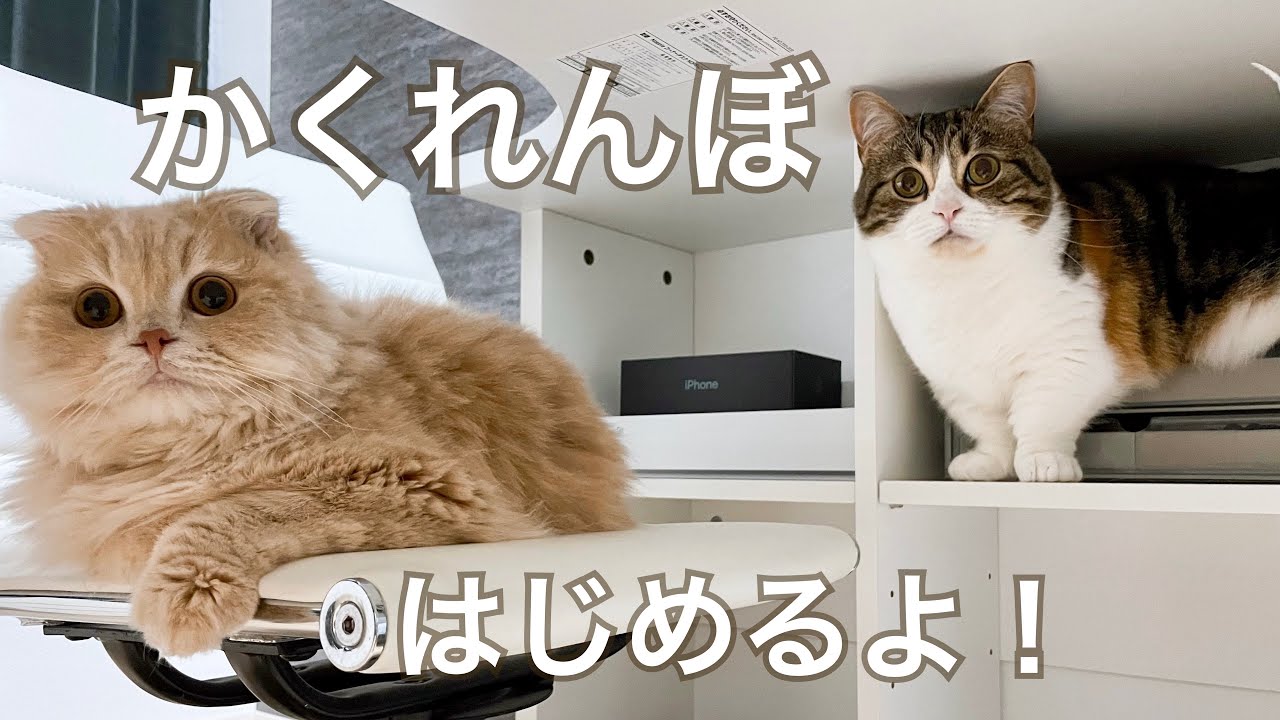 隠れては〝探しに来て！〟と鳴く猫【マンチカン】【スコティッシュフォールド】