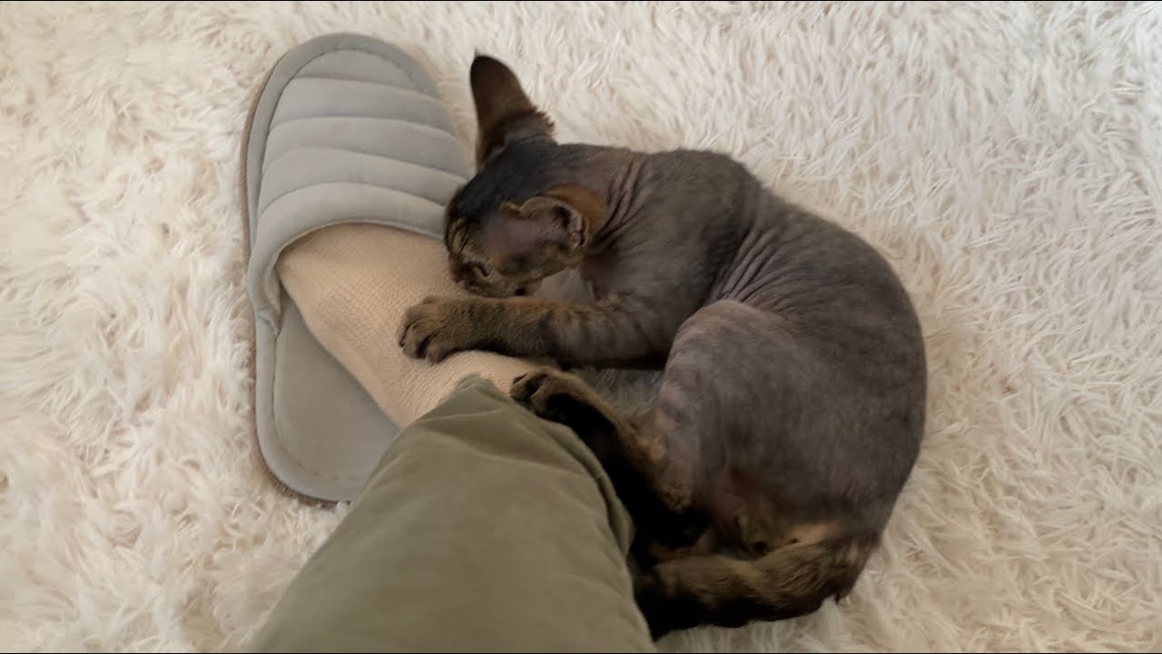 デボンレックス子猫に足を狙われました(Devon Rex kitten attacked my foot)