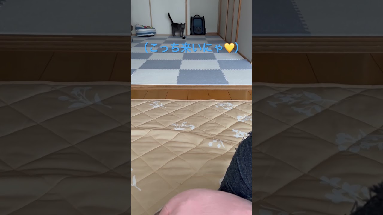 パパには強気💛そらちゃん（ロシアンブルー）#shorts