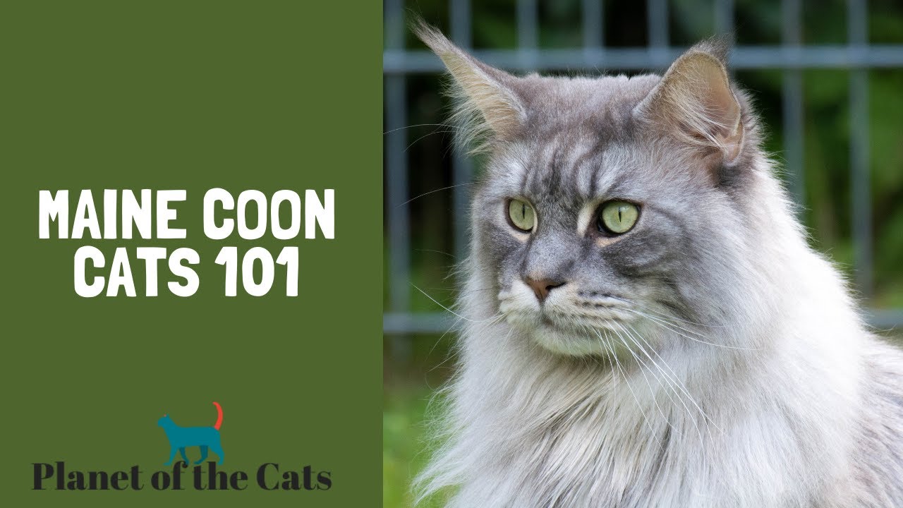 Maine Coon Cats 101 (Everything you need to know)