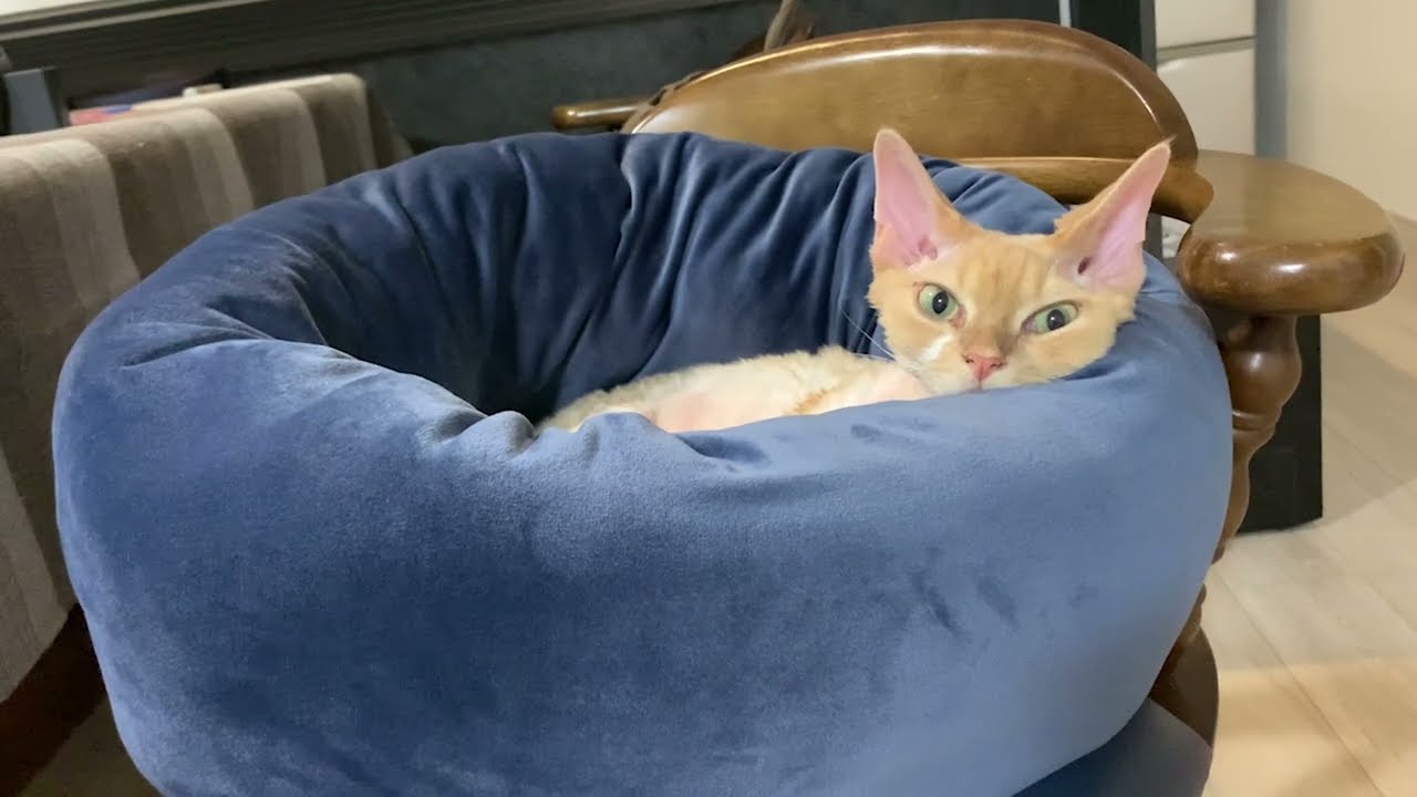 デボンレックス猫に新しいベッドを買いました(A new bed for Devon Rex cat)